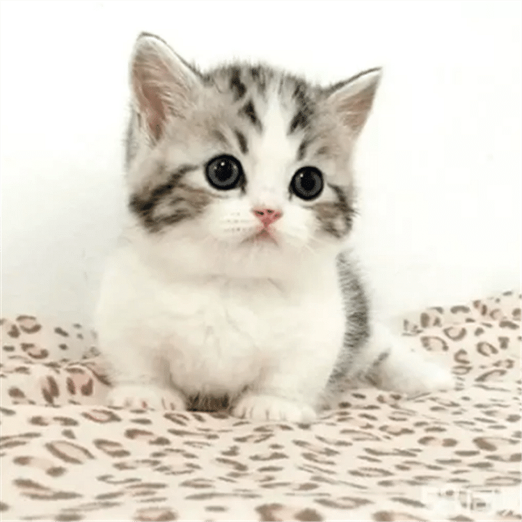 各种可爱呆萌猫咪萌你一脸