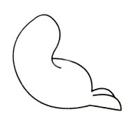 海豹简笔画的画法步骤