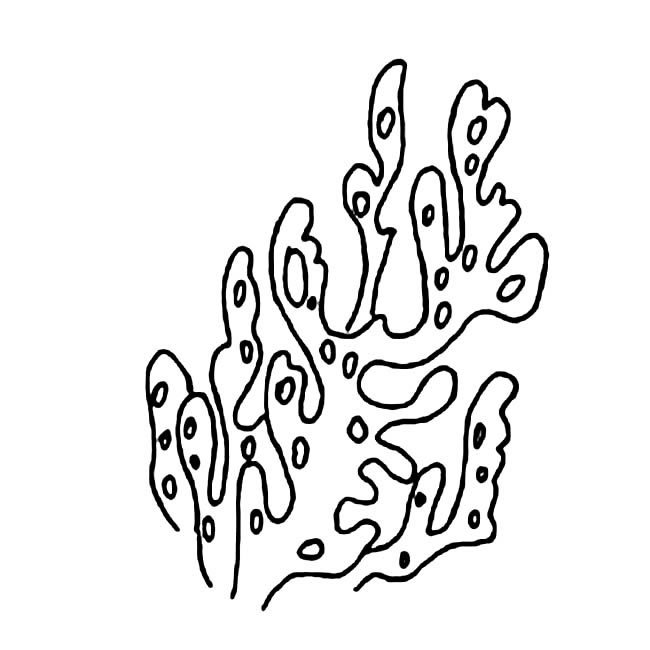 珊瑚物品简笔画步骤图片大全