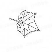 芙蓉花的叶子简笔画法