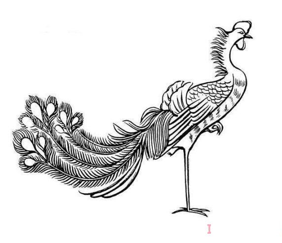 素描神鸟凤凰简笔画画法教程简单漂亮