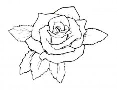 玫瑰花植物花简笔画步骤图片大全四