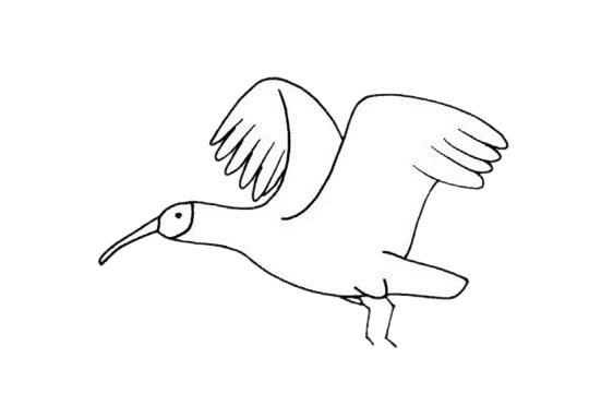 朱鹮简笔画图片