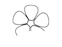 月季花简笔画图片