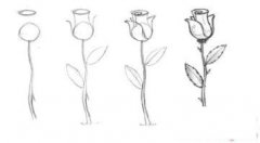 玫瑰花简笔画画法_怎么画玫瑰花