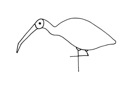 朱鹮简笔画图片