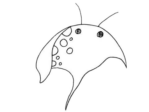 蝙蝠鱼简笔画图片大全作品五