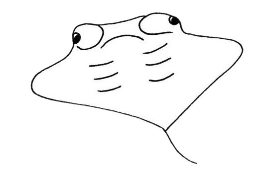 蝙蝠鱼简笔画图片大全作品一