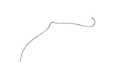 蝙蝠鱼简笔画图片