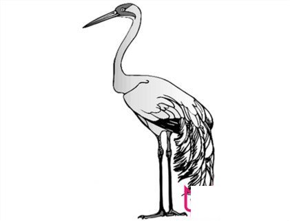 丹顶鹤简笔画，高贵的丹顶鹤