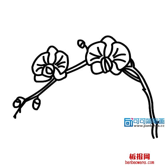 蝴蝶兰花的画法