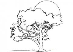 茂密的大树简笔画图片