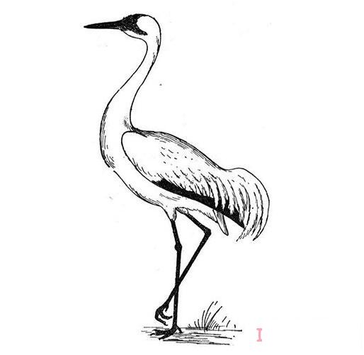 素描丹顶鹤简笔画画法涂色简单漂亮