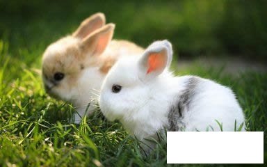 兔子的简介