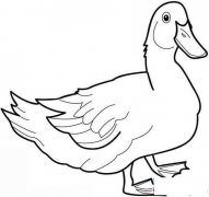 关于鸭子的简笔画