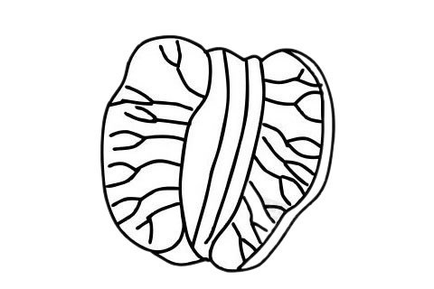柚子简笔画图片