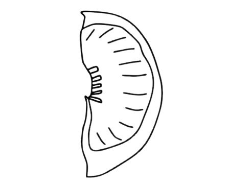 柚子简笔画图片