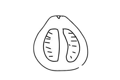 柚子简笔画图片大全