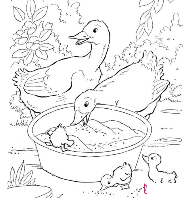 小鸭子简笔画，小鸭子的一家