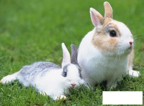 小兔瑞贝卡简笔画