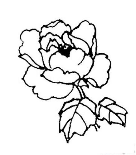 简笔画娇艳的牡丹花的具体画法步骤图片教程