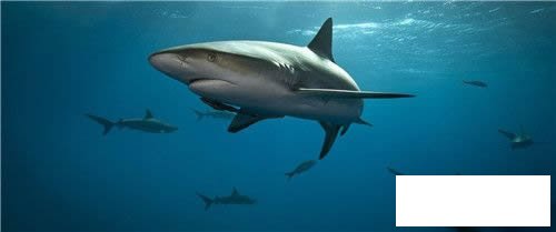 简笔画鲨鱼的画法步骤图