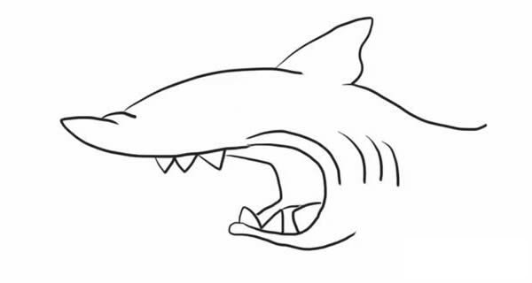 简笔画鲨鱼的画法步骤图