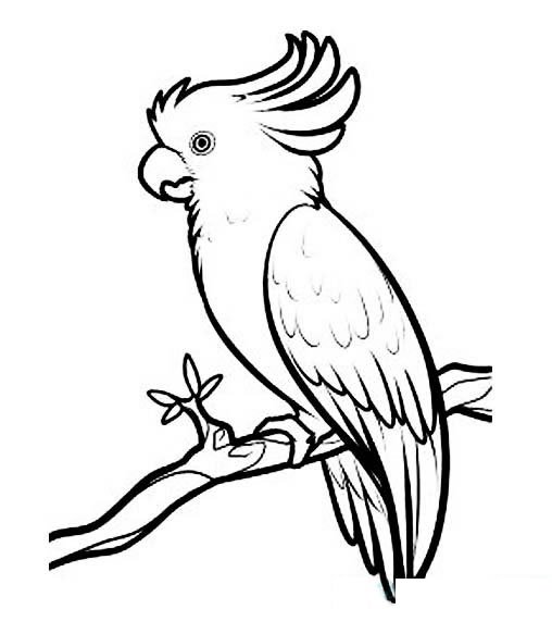 鹦鹉polly简笔画图片