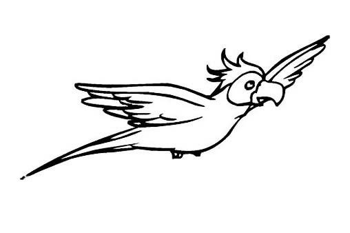 鹦鹉polly简笔画图片