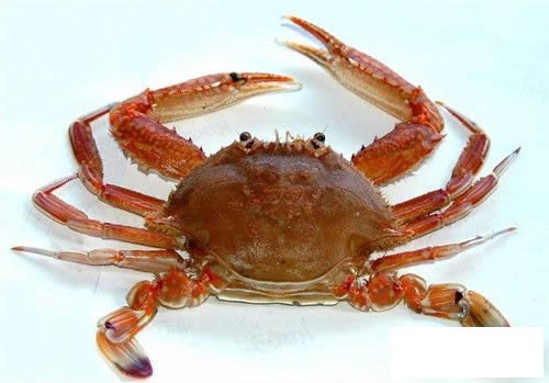 螃蟹衍生小知识