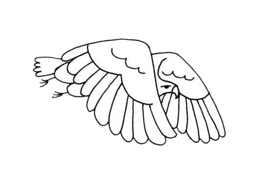 老鹰简笔画图片大全作品一