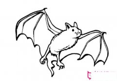 蝙蝠简笔画图片大全，恐怖的蝙蝠