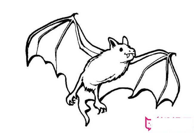 蝙蝠简笔画图片大全,恐怖的蝙蝠