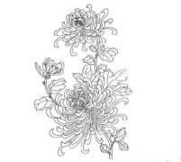 菊花怪简笔画画法_怎么画菊花怪