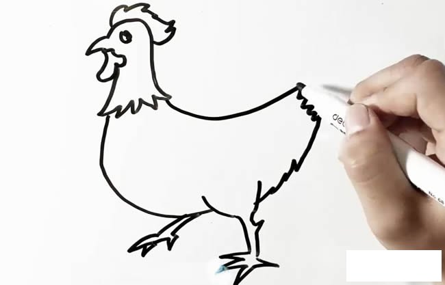 大公鸡简笔画画法步骤图片