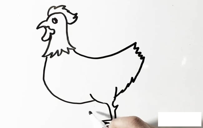大公鸡简笔画画法步骤图片
