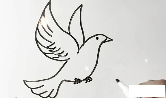 鸽子简笔画 鸽子简笔画图解教程