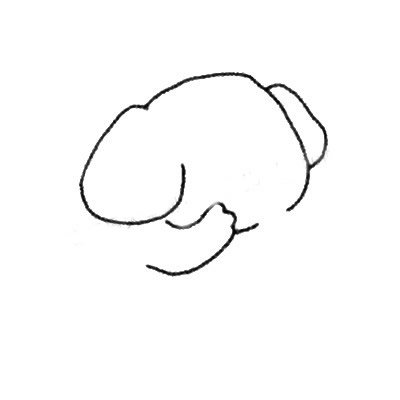 害羞的大象简笔画