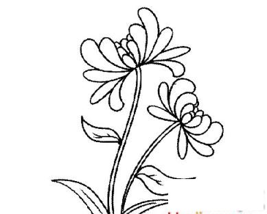简笔画重阳赏菊花的具体画法步骤图片教程