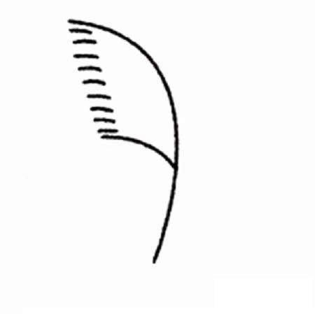 芦苇简笔画图片