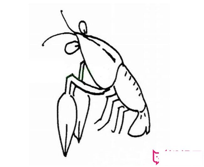 龙虾简笔画图片大全,龙虾的画法