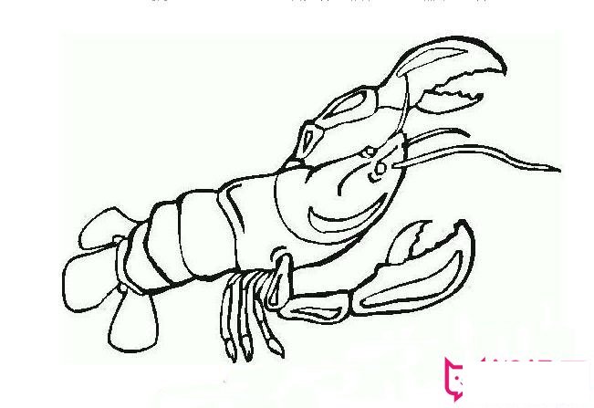 龙虾简笔画图片大全,龙虾的画法