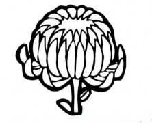 金秋菊花简笔画画法_怎么画金秋菊花