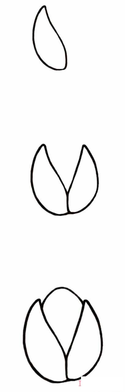 卡通开心果怎么画简洁 开心果简笔画图片