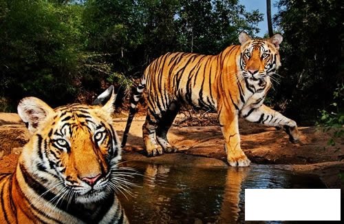 老虎简笔画图片