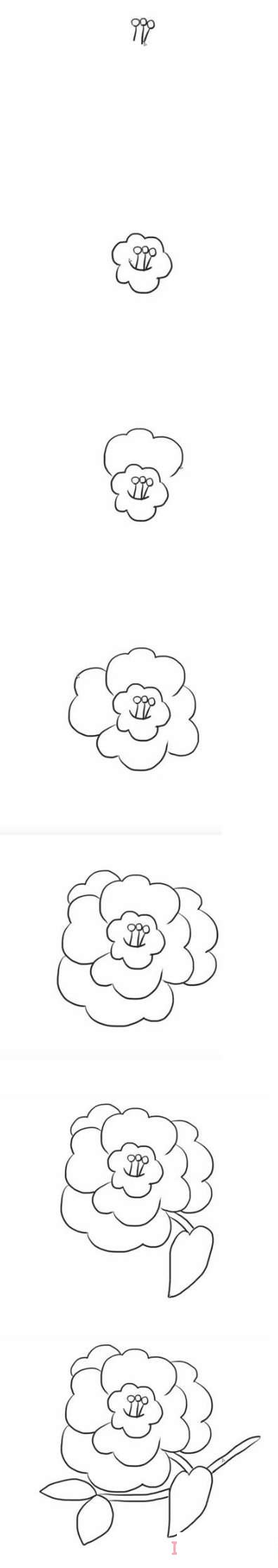 怎样画山茶花简笔画图片 山茶花的画法步骤图