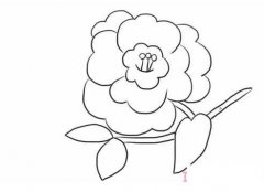 怎样画山茶花简笔画图片 山茶花的画法步骤图