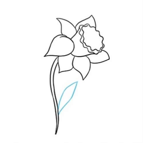 黄水仙花简笔画步骤图