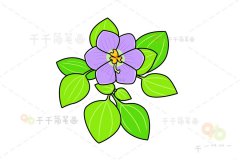 美丽的紫芳草简笔画