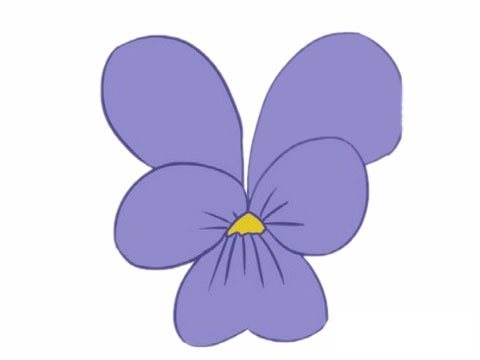 三色堇简笔画图片大全作品四